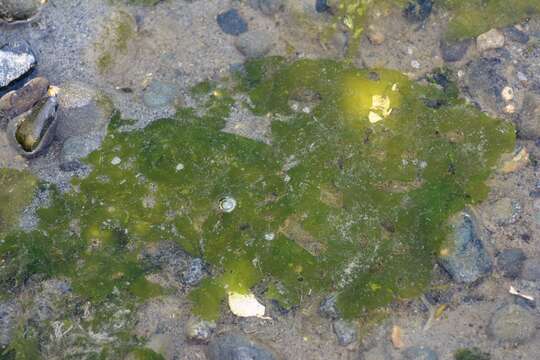 Image of Sea lettuce