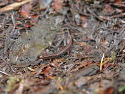 Image of Pygmy Salamander