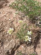 Image of White Sands fanmustard