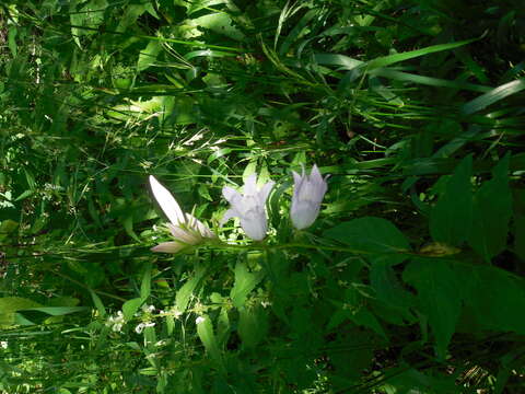 Image of giant bellflower