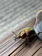 Image of Phelotrupes (Chromogeotrupes) auratus (Motschulsky 1857)