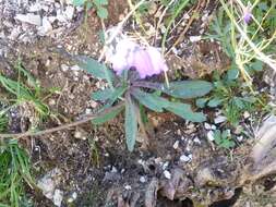 Image of Campanula cespitosa Scop.