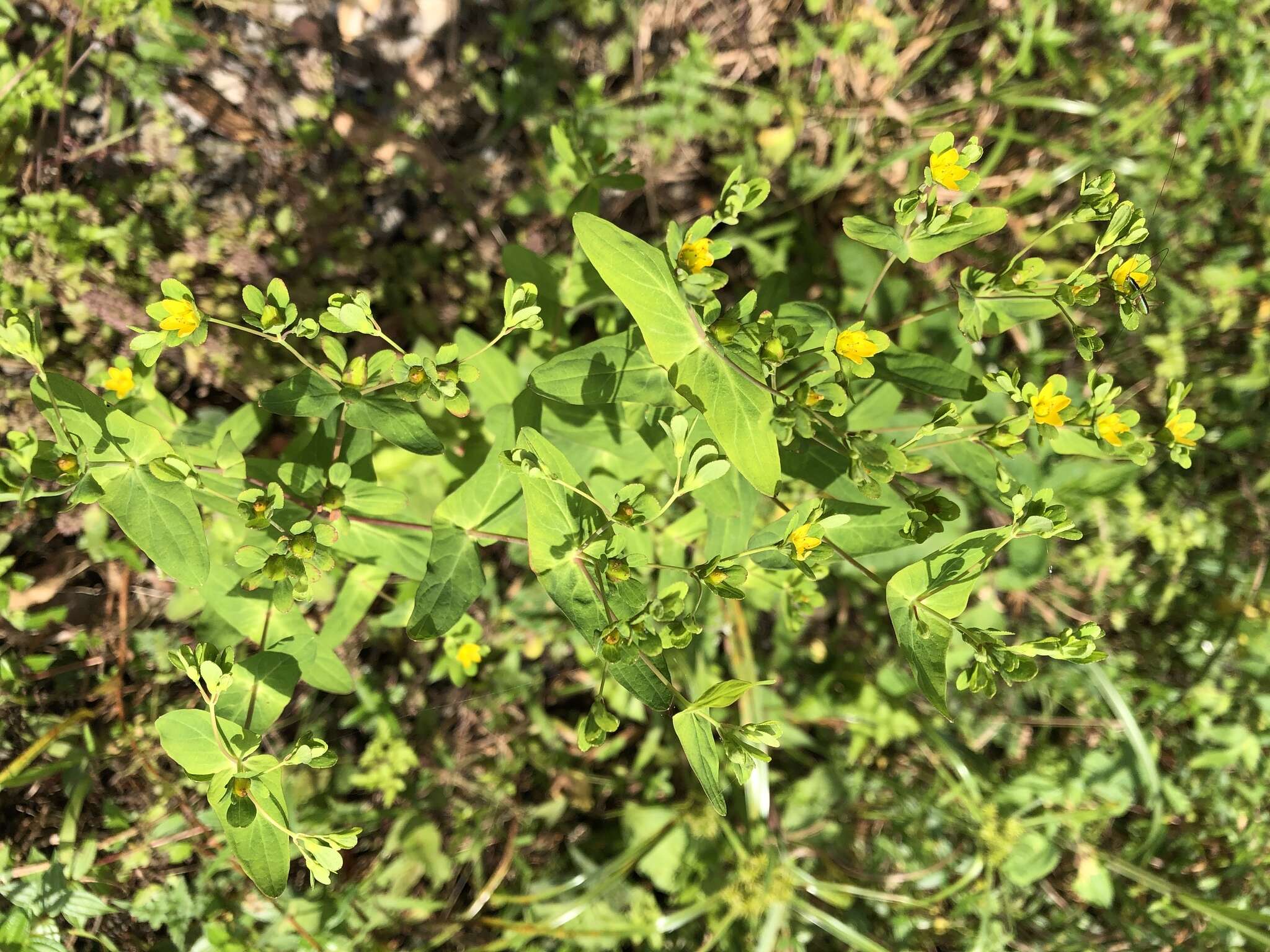 Image of Hypericum sampsonii Hance