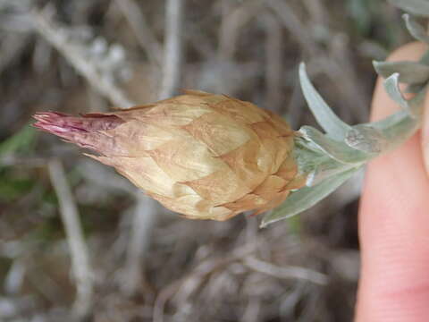 Sivun Helichrysum retortum (L.) Willd. kuva