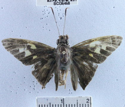 Image of <i>Perichares prestoeaphaga</i> Burns