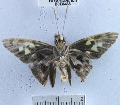 Image of <i>Perichares prestoeaphaga</i> Burns