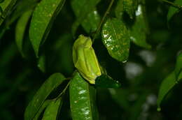 Image of Malabar Gliding Frog