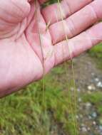 Image of flattened oatgrass