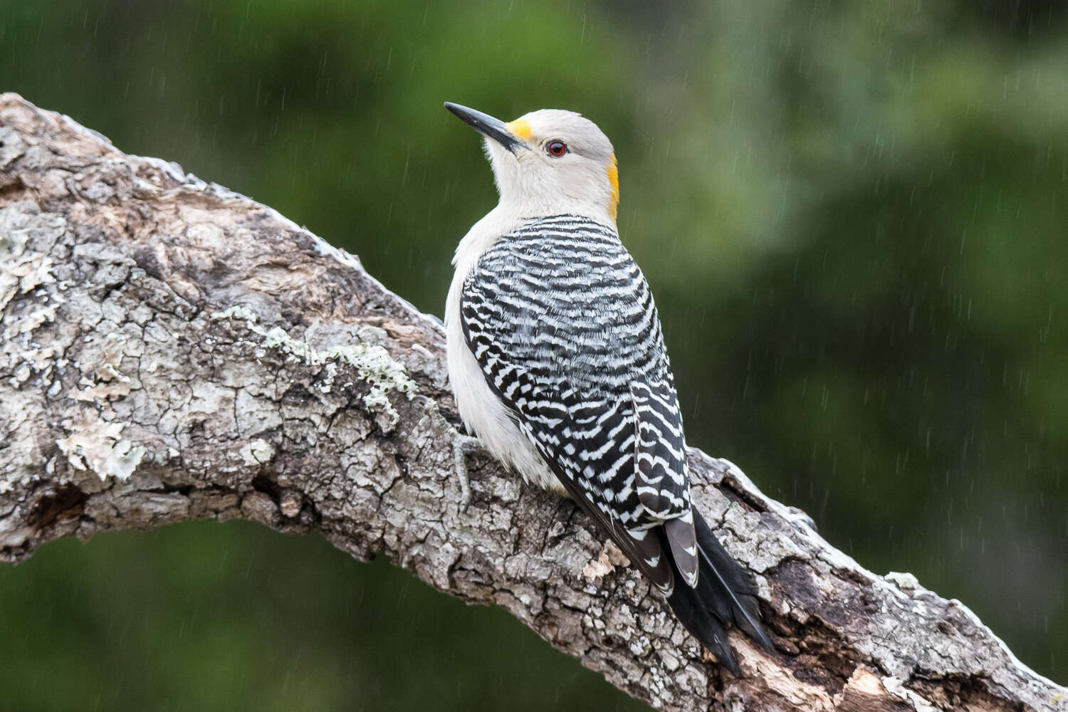 Image of Golden-fronted Woodpecker