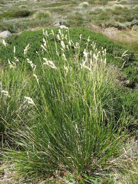 Chionochloa frigida (Vickery) Conert resmi