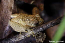 Image of Raorchestes parvulus (Boulenger 1893)