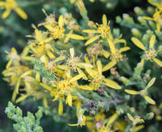 Image of California goldenbush