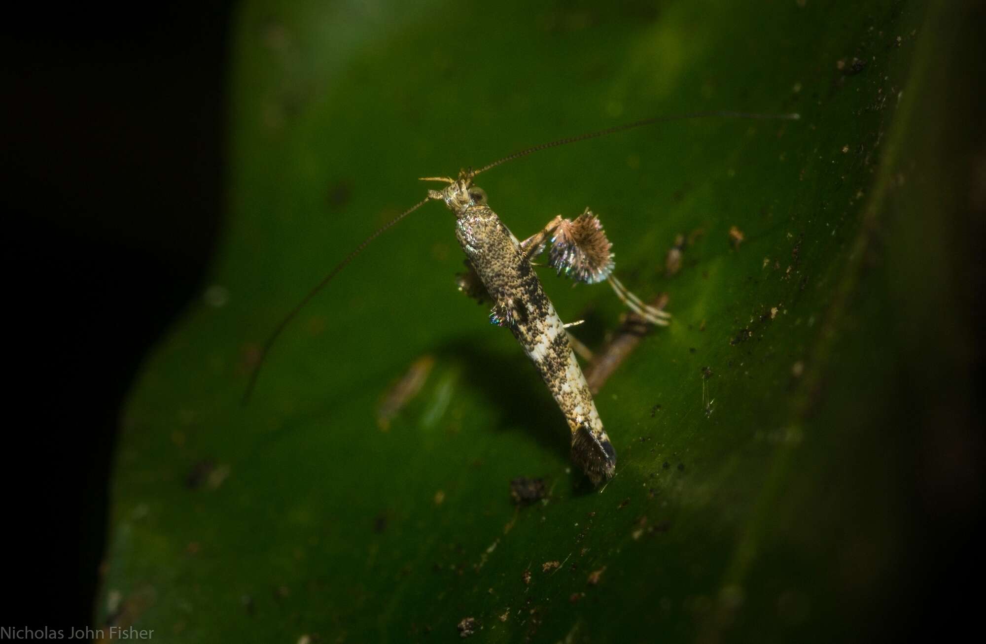 Image of Cyphosticha panconita Turner 1913