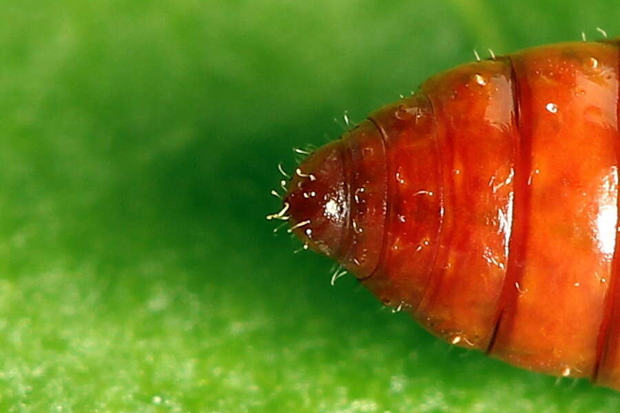 Image of Agonopterix heracliana Linnaeus 1758