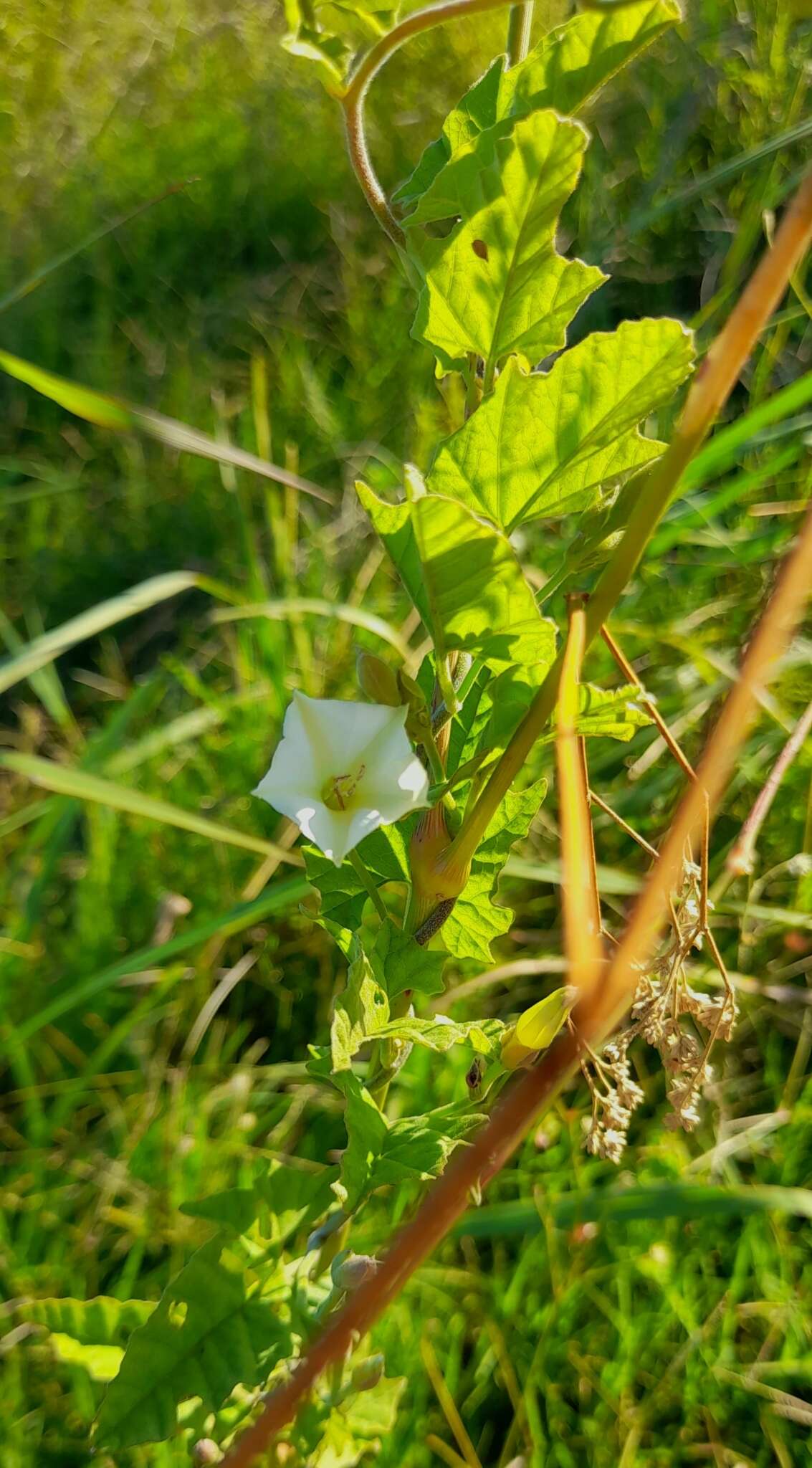 Convolvulus crenatifolius Ruiz & Pav. resmi