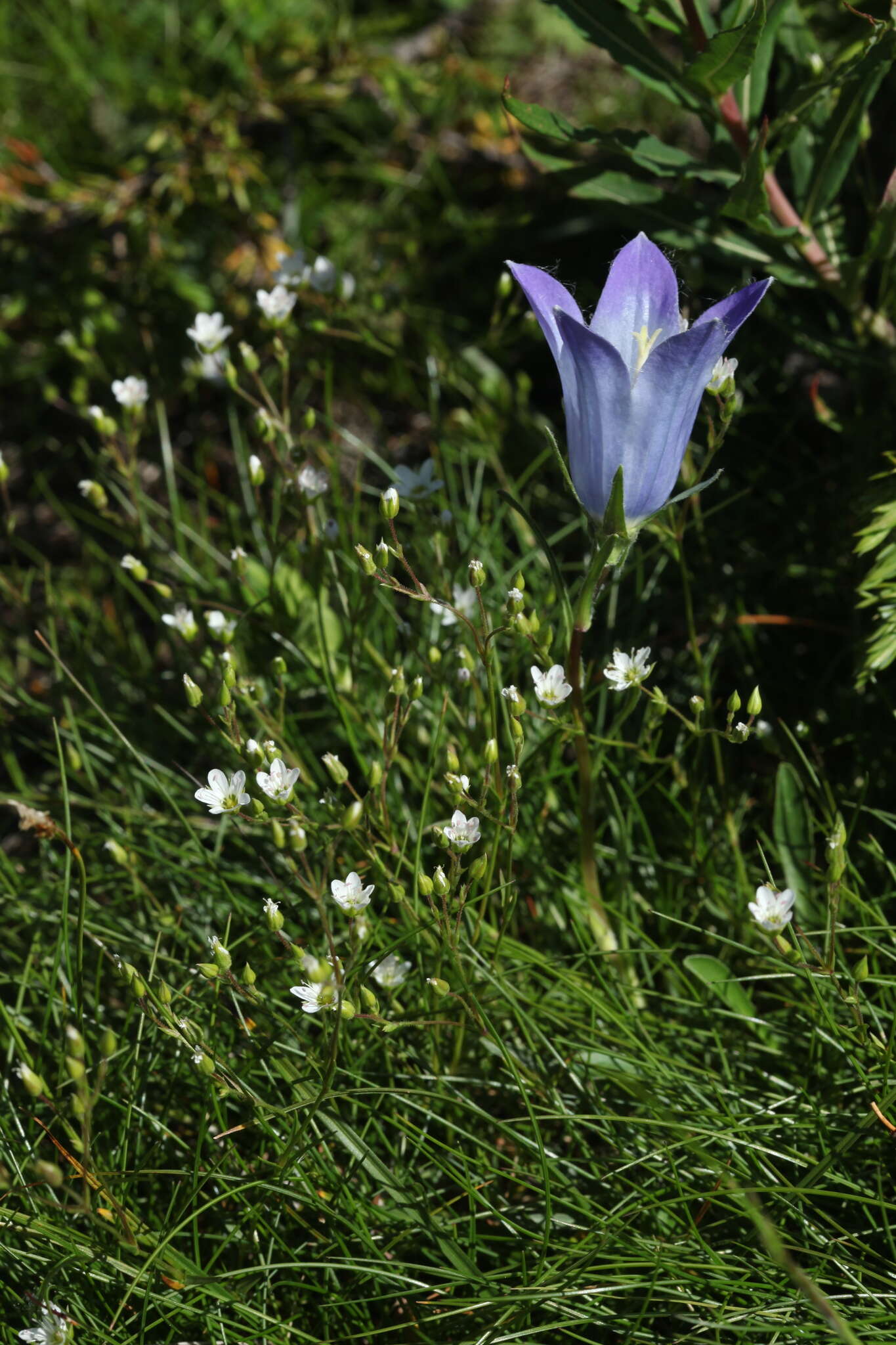 Minuartia hirsuta subsp. oreina Mattf.的圖片