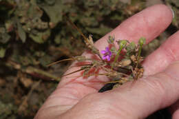 Imagem de Erodium malacoides (L.) L'Her.