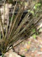Image of fingergrass
