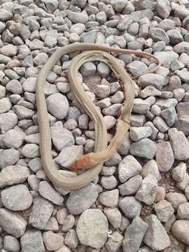 Image of Baja California Rat Snake