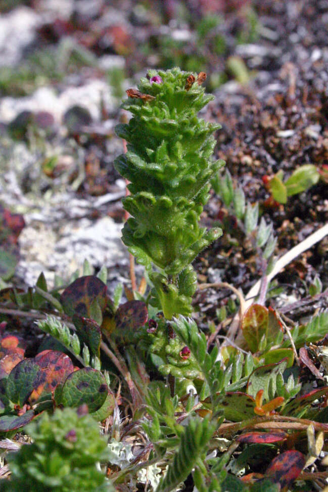 Sivun Euphrasia oakesii Wettst. kuva