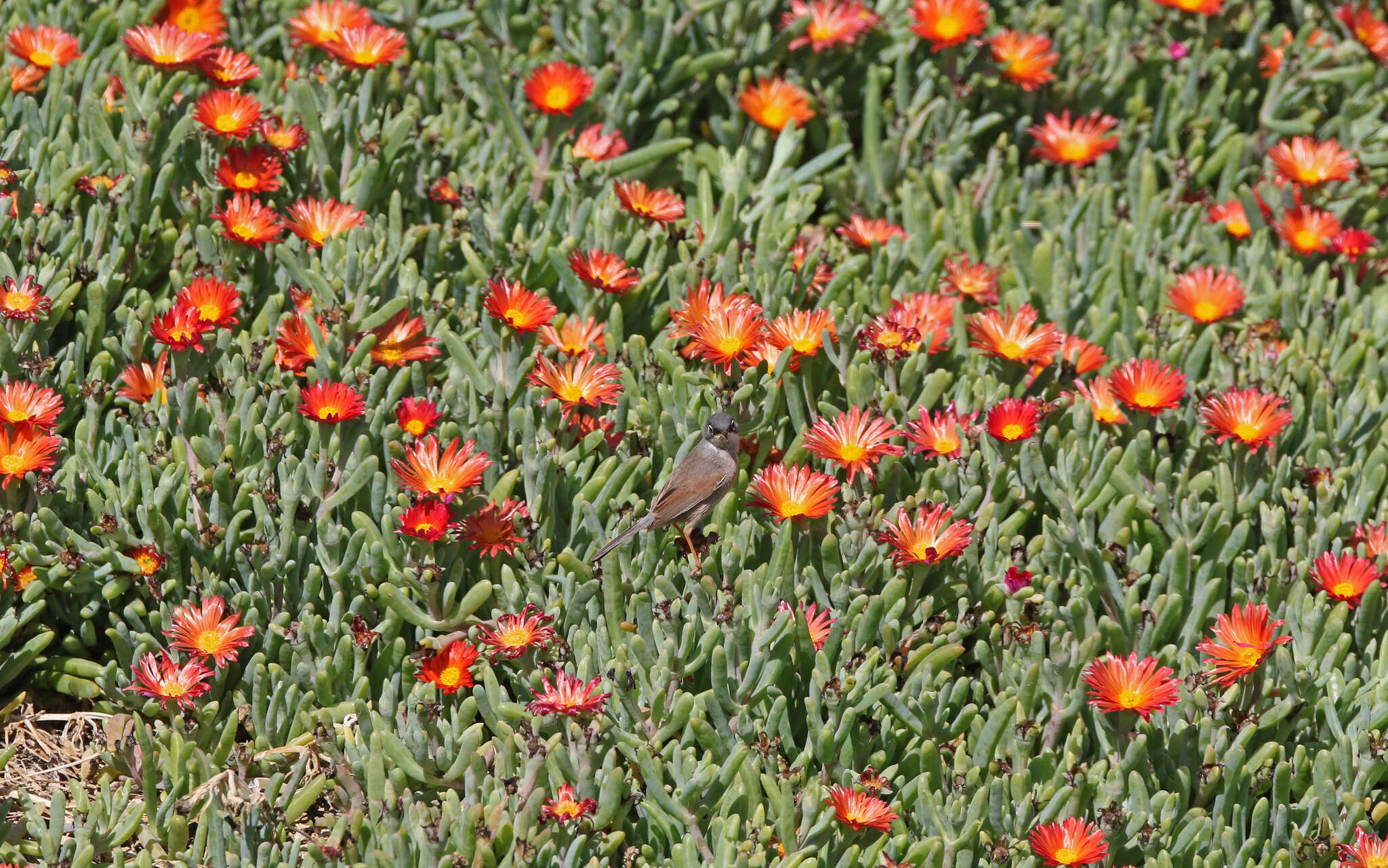 Image de Curruca conspicillata orbitalis (Wahlberg 1854)