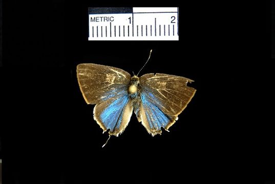 Image of Tmolus