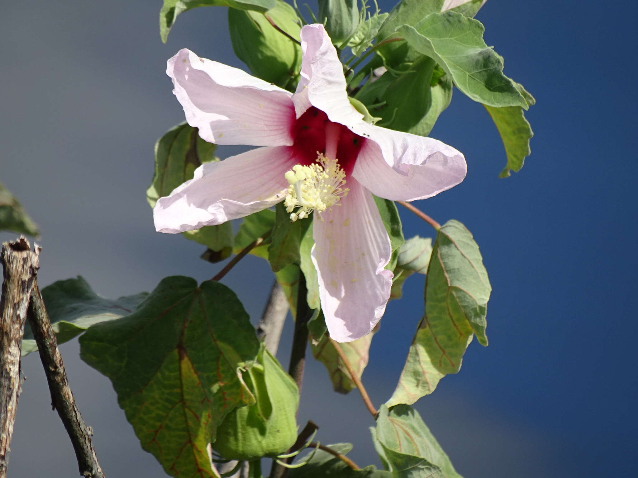 Hibiscus grandiflorus Michx.的圖片