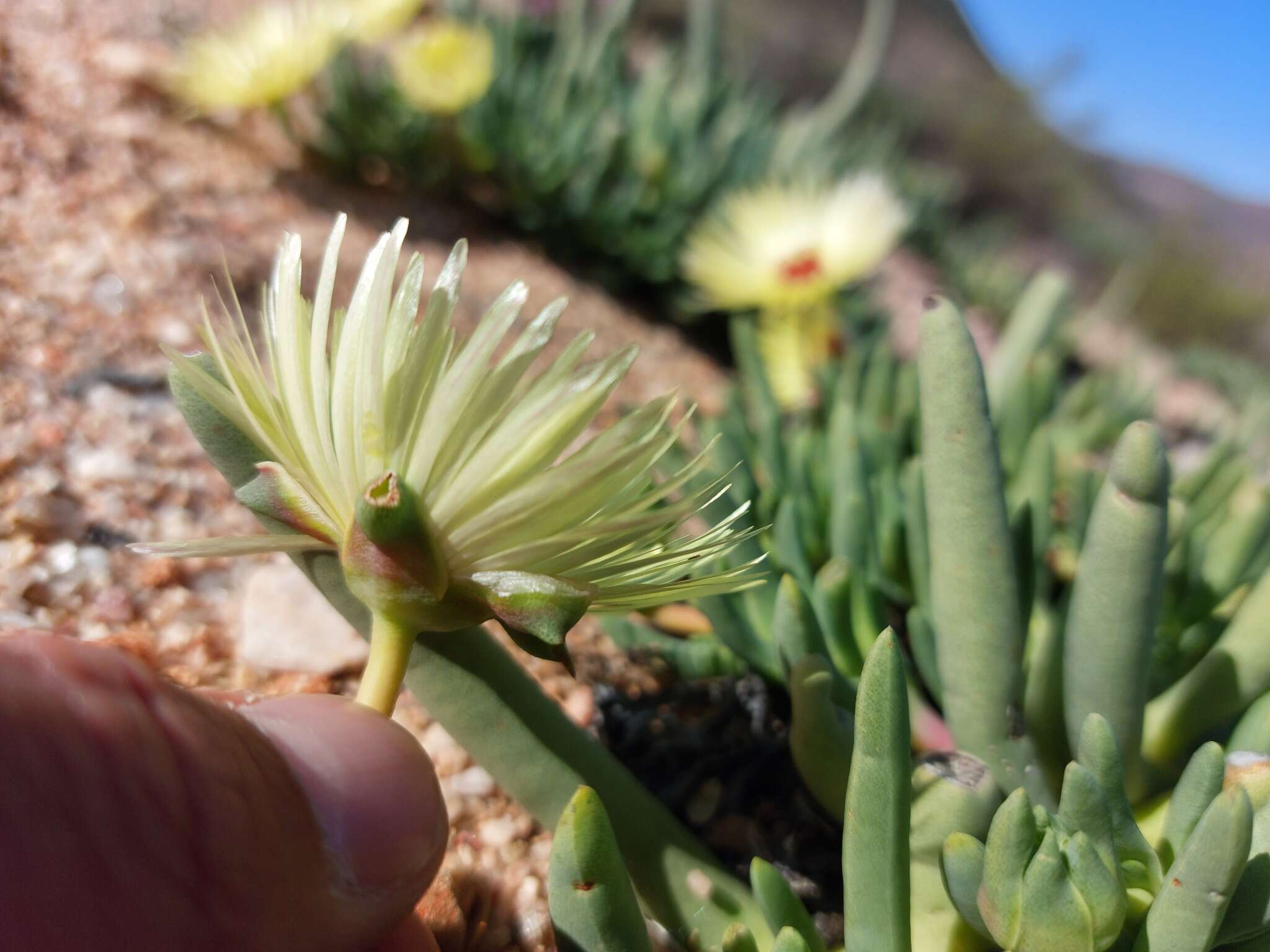 Image of Cephalophyllum pillansii L. Bol.