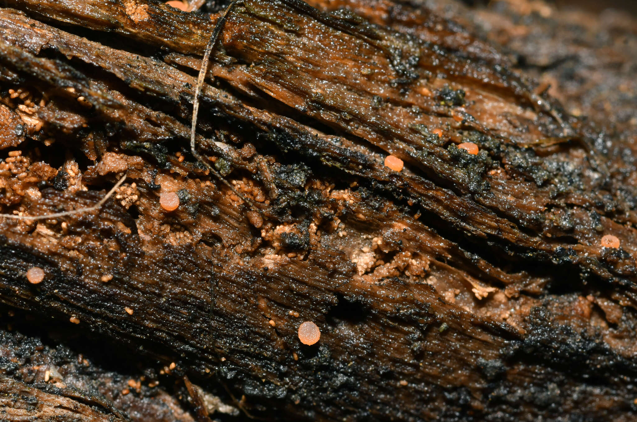 Imagem de Iodophanus testaceus (Moug.) Korf 1967