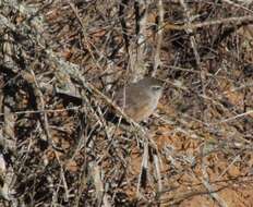 Image of Dusky-tailed Canastero