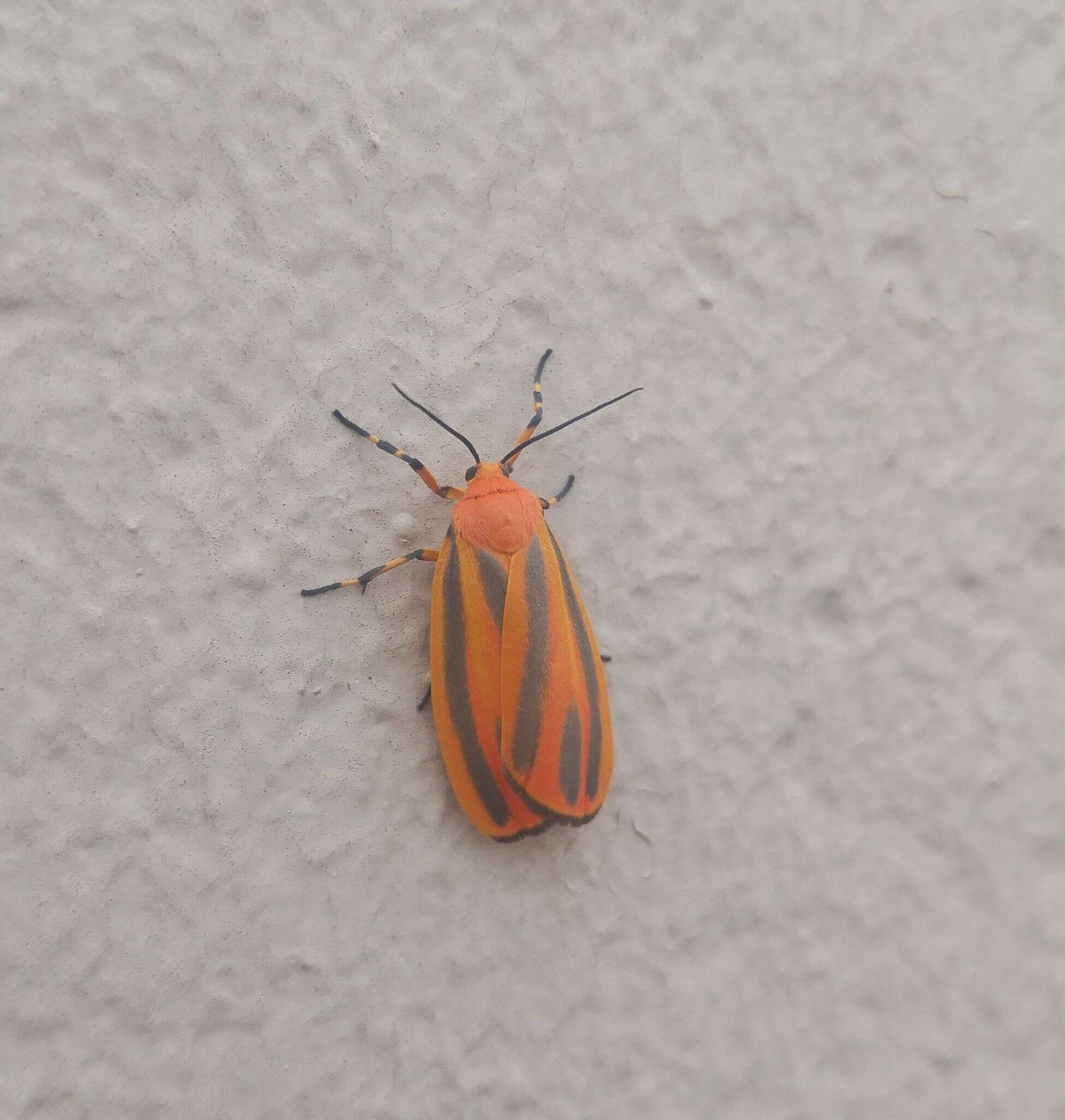 Image of Scarlet-winged Lichen Moth