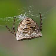 Image of Gibbaranea bituberculata (Walckenaer 1802)