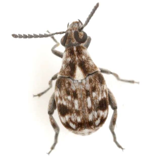 Image de Neltumius texanus (Schaeffer 1904)