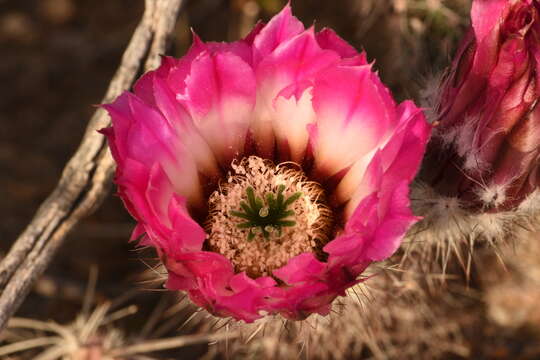 Image of Chisos Mountain hedgehog cactus