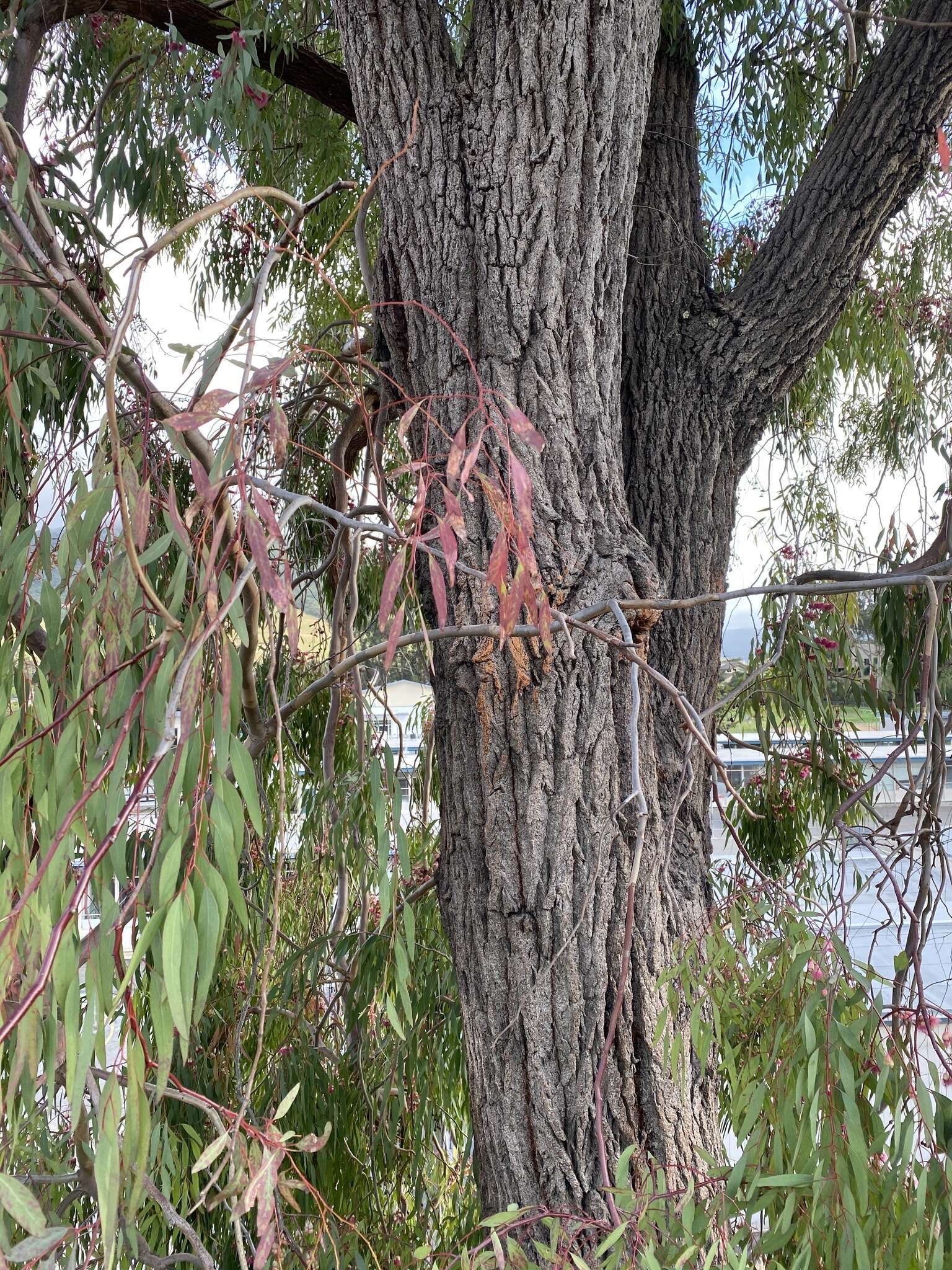 Image of red ironbark