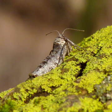 Image of Fall Cankerworm