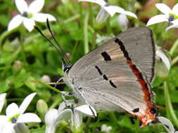 Imagem de Pseudalmenus chlorinda (Blanchard 1848)