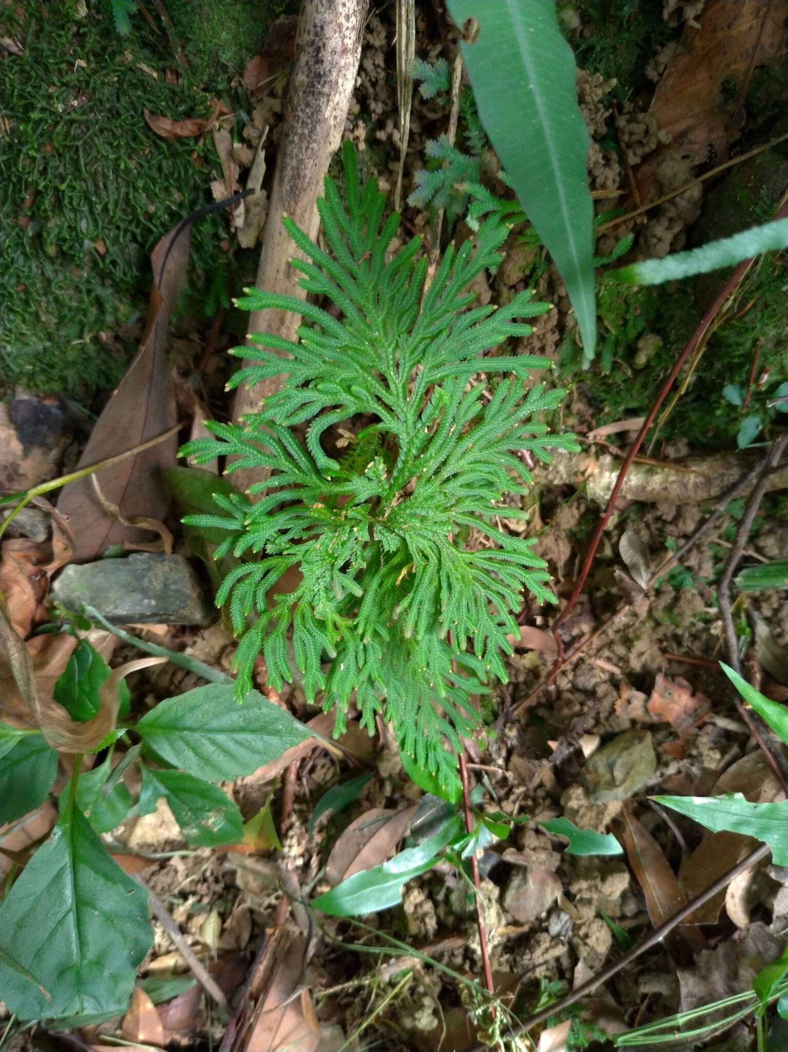 Image of medicinal spikemoss