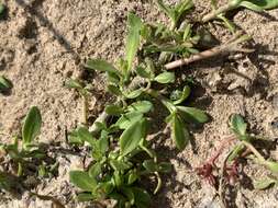 Image of Delta Green Ground Beetle