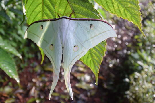 Image of Indian Luna Moth