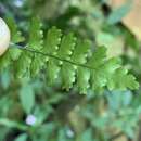 Image of Asplenium inaequilaterale Bory ex Willd.