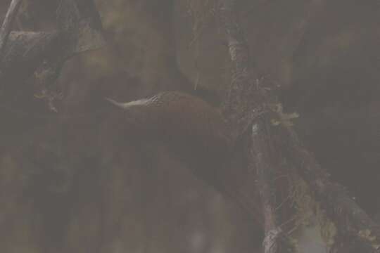 Image of Fulvous-dotted Treerunner