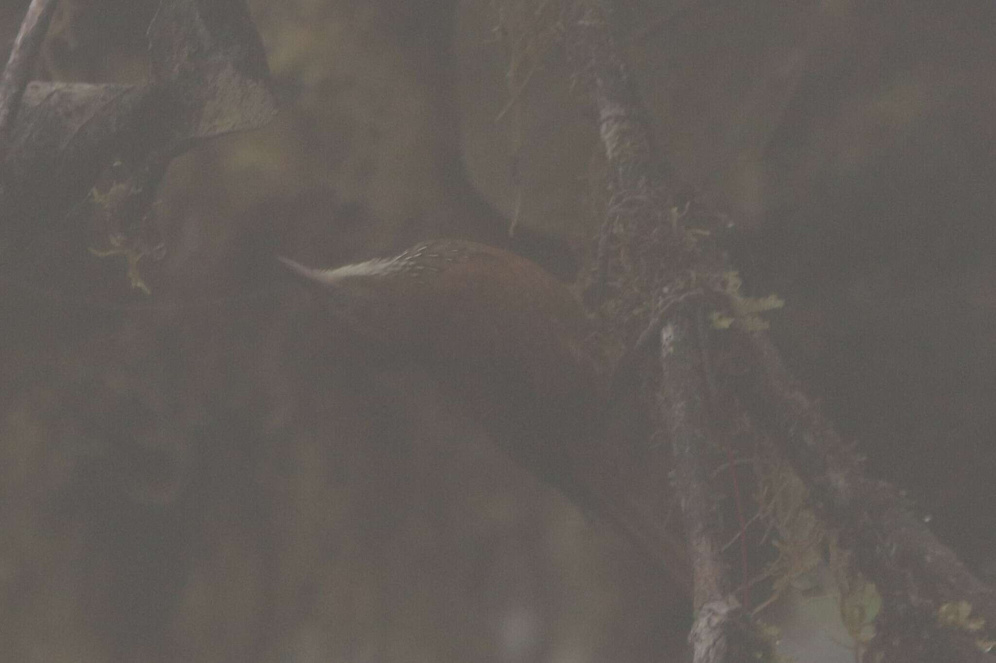 Image of Fulvous-dotted Treerunner