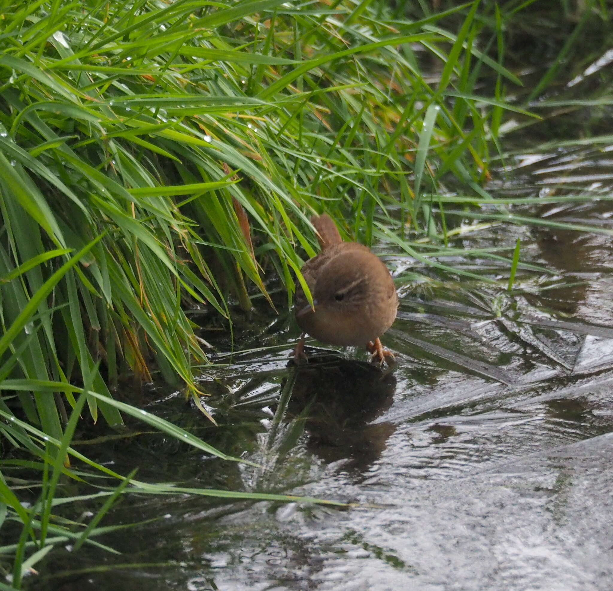 Image of Troglodytes troglodytes troglodytes (Linnaeus 1758)