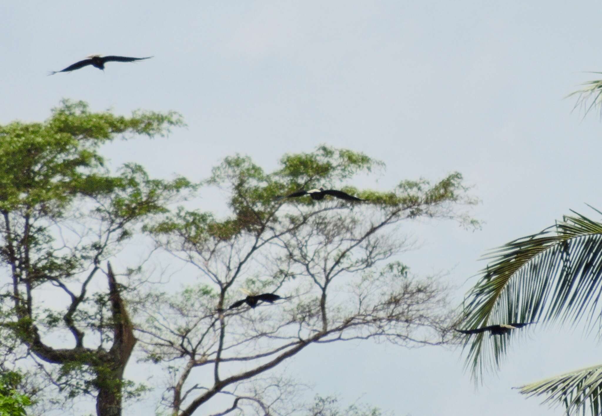 Image of Palawan Hornbill