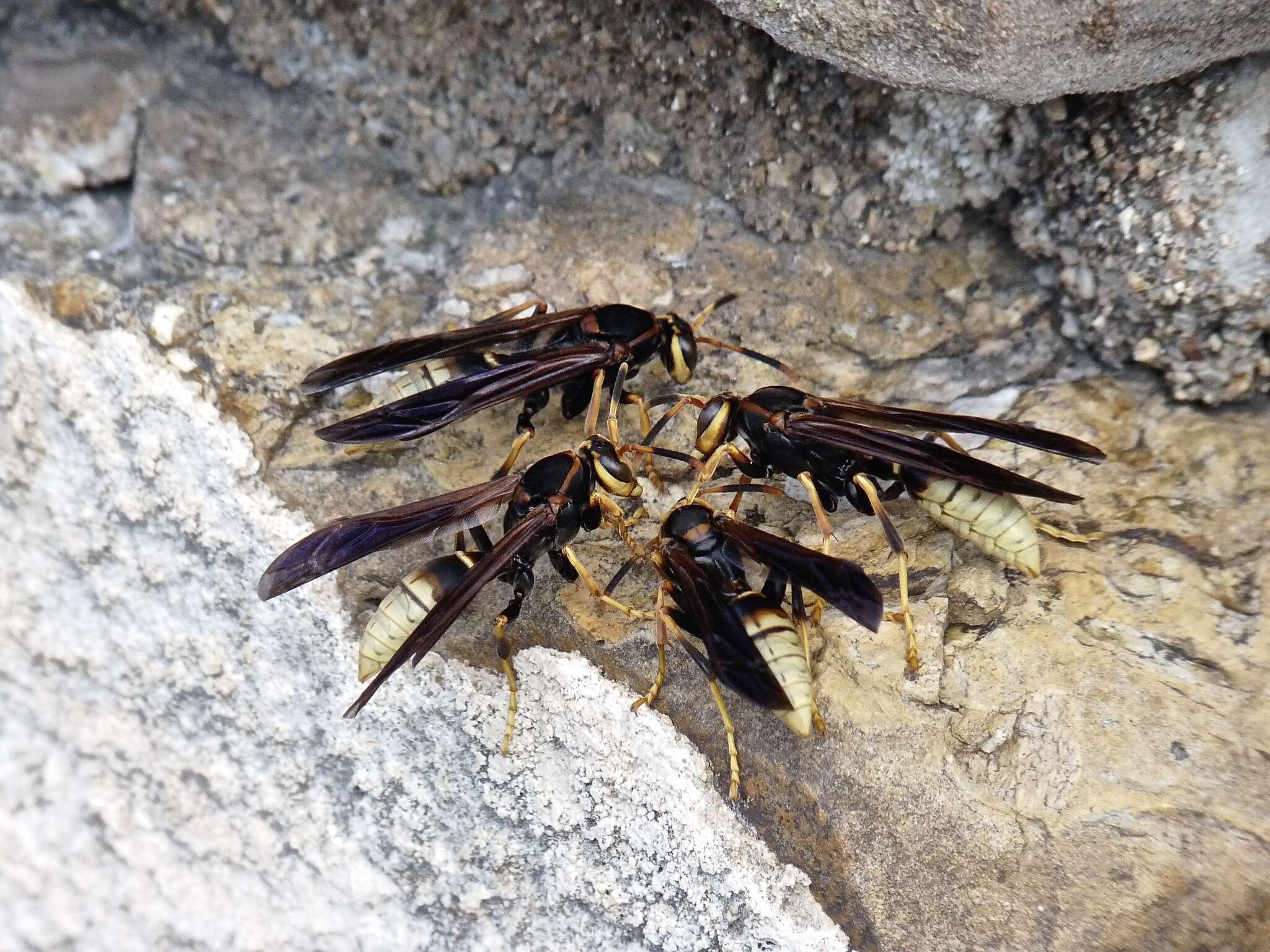 Image of Polistes comanchus navajoe Cresson 1868