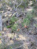 Image of Melaleuca blepharosperma (F. Müll.) Craven & R. D. Edwards