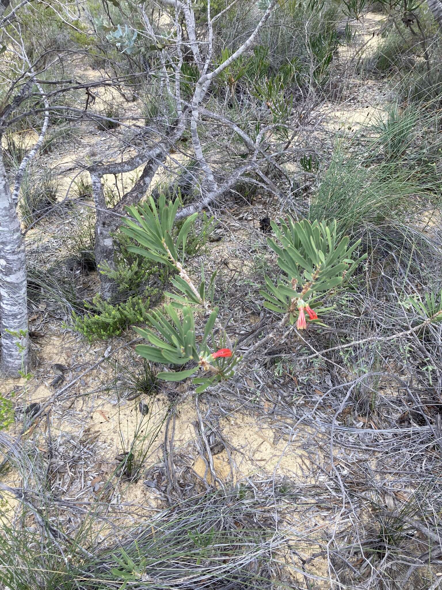 Image of Melaleuca blepharosperma (F. Müll.) Craven & R. D. Edwards