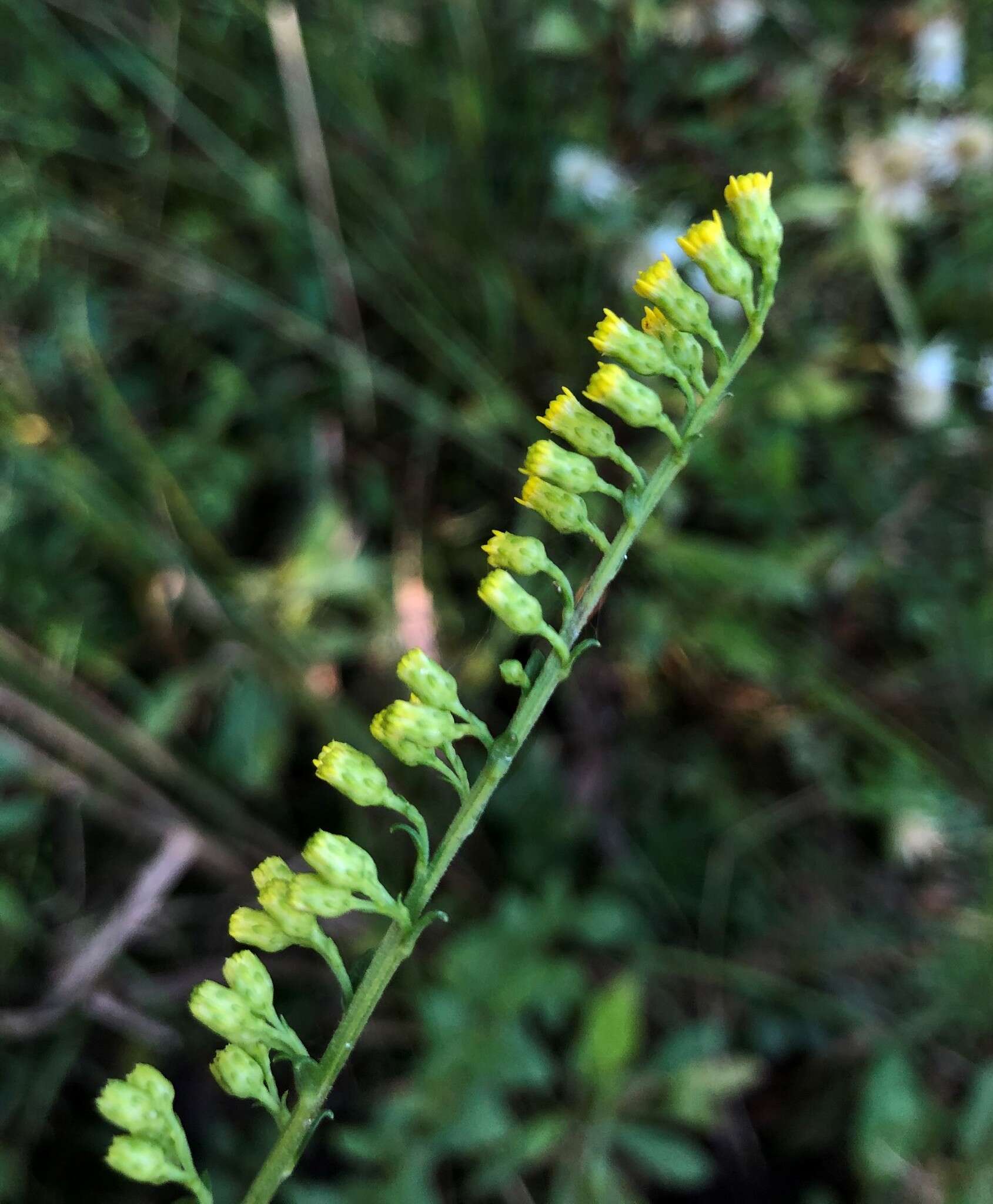 Image of Dixie goldenrod