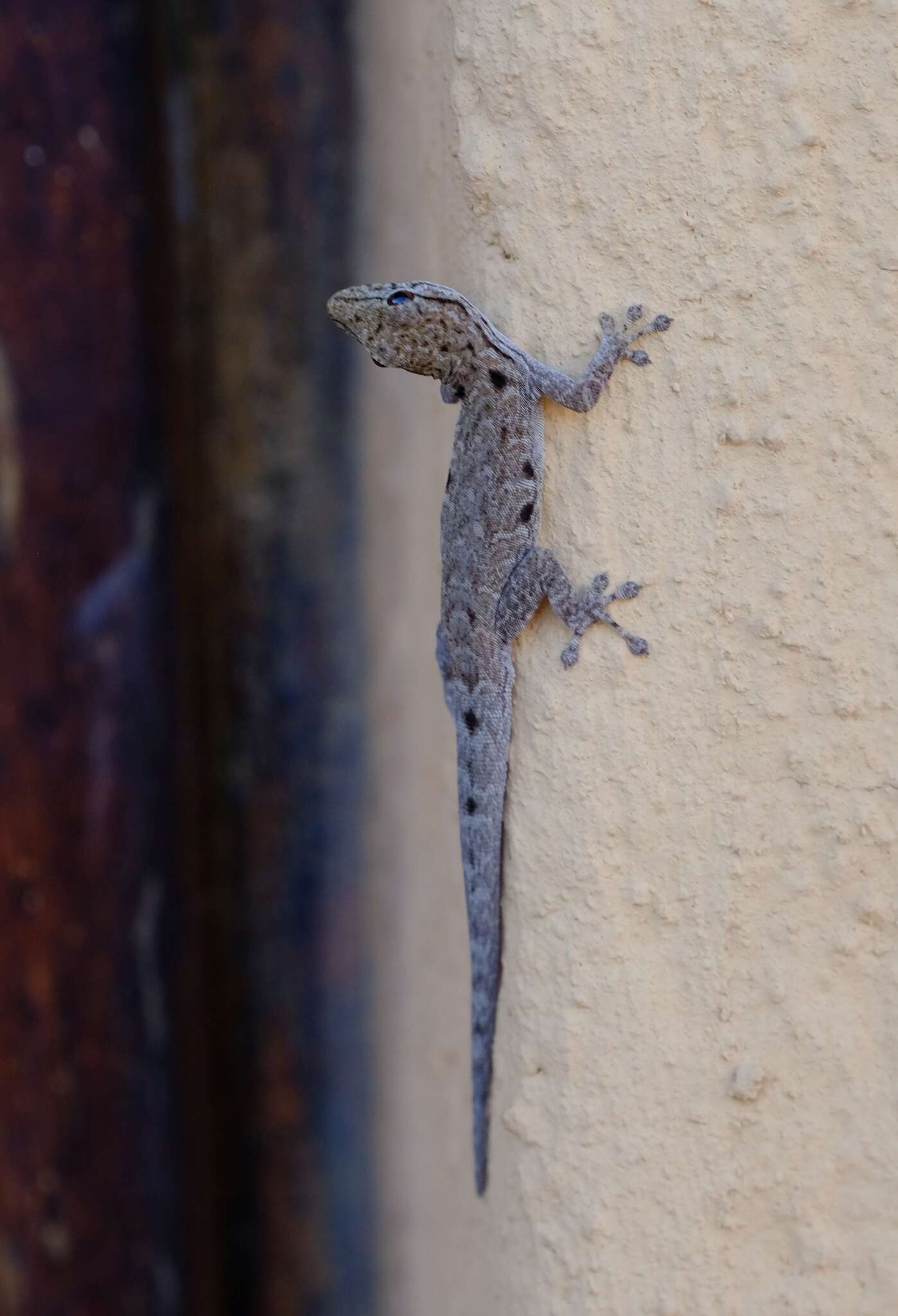 Image of Stevenson's Dwarf Gecko